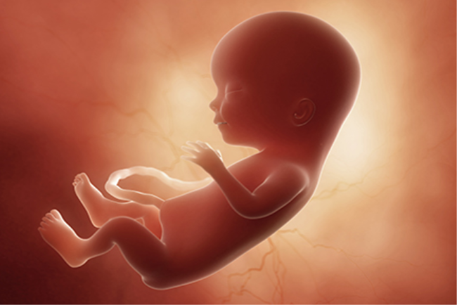 אילוסטרציה: תינוק מתפתח ברחם במהלך שבועות ההריון